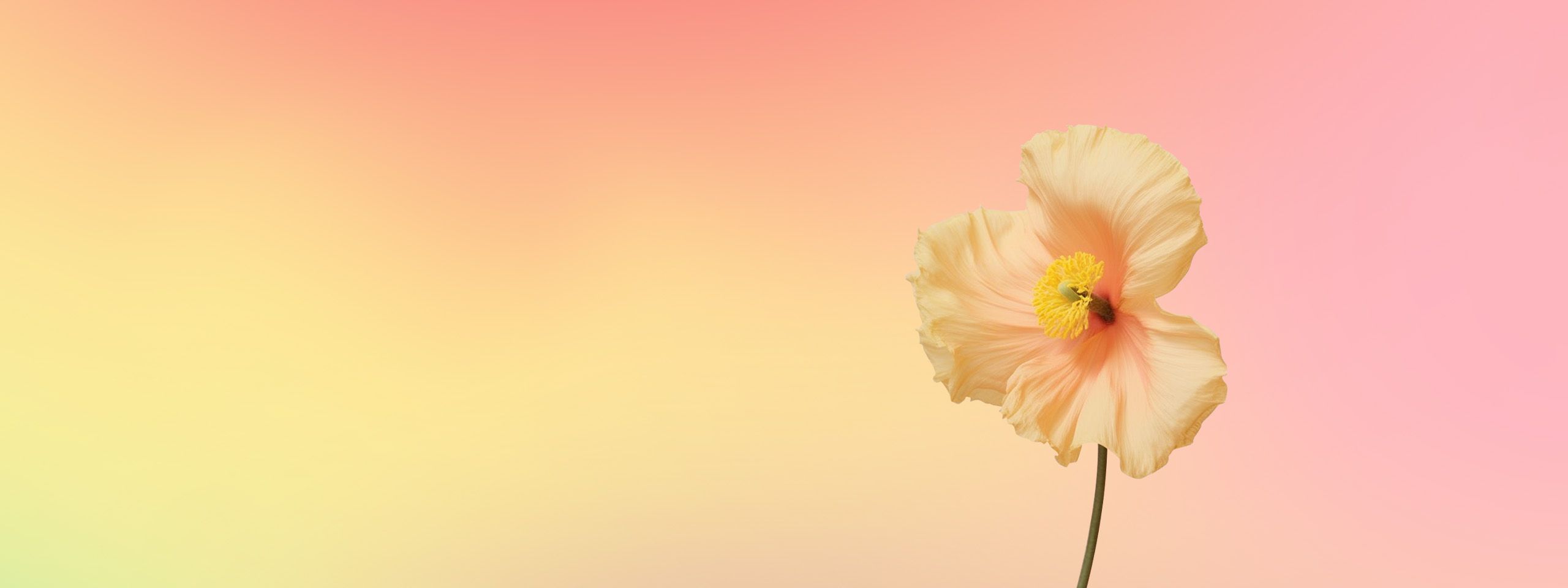Colorful Life, <br>나만의 색을 찾아서