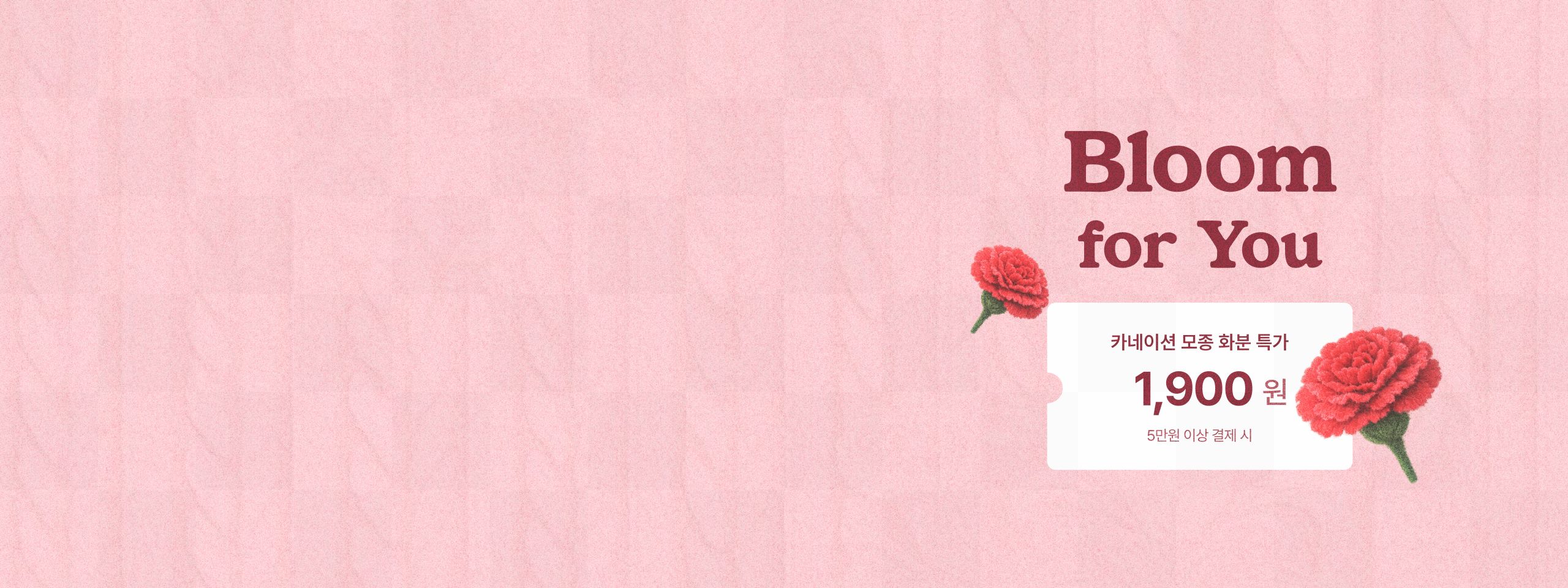 감사의 달 기념 <br>1,900원 카네이션 화분 특가