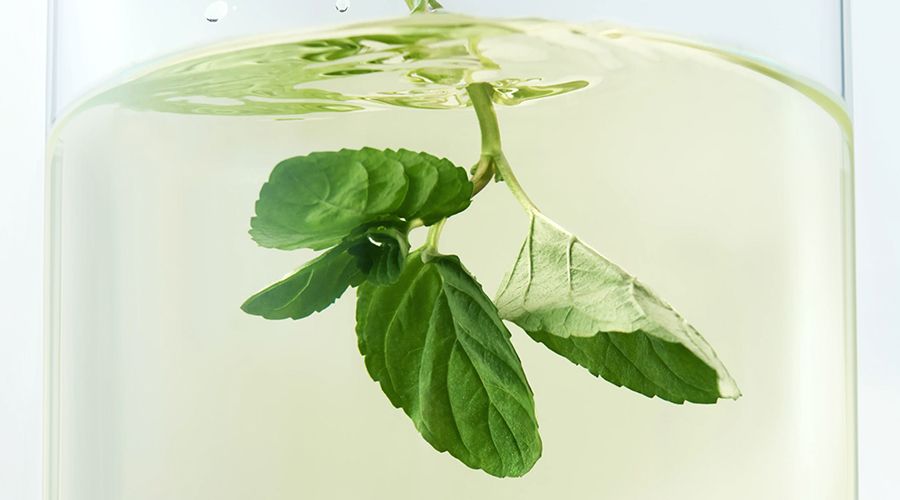 8월 시작은 멤버십 위크! 인기 여름 차 최대 40%