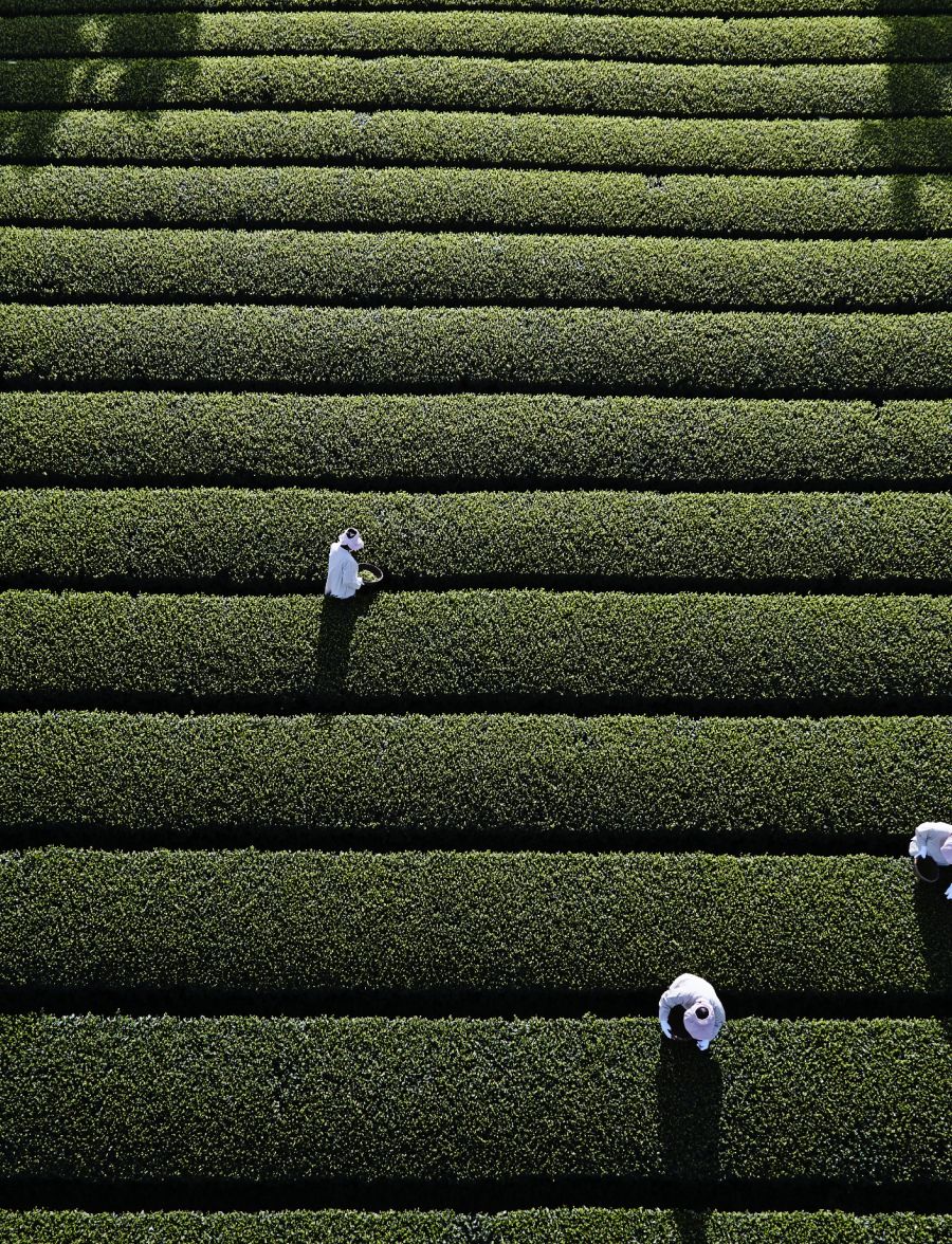오설록 해차 오픈 <br>뷰티포인트 페이백 10%까지