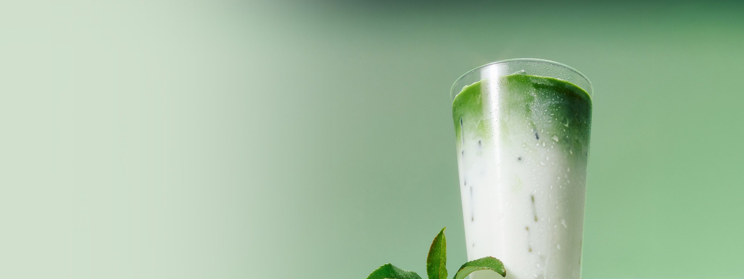 오설록, 말차의 본질을 만나다 <br>말차기획전 20%