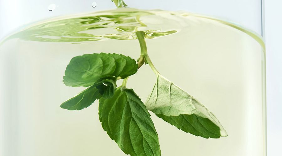 8월 시작은 멤버십 위크! 인기 여름 차 최대 40%