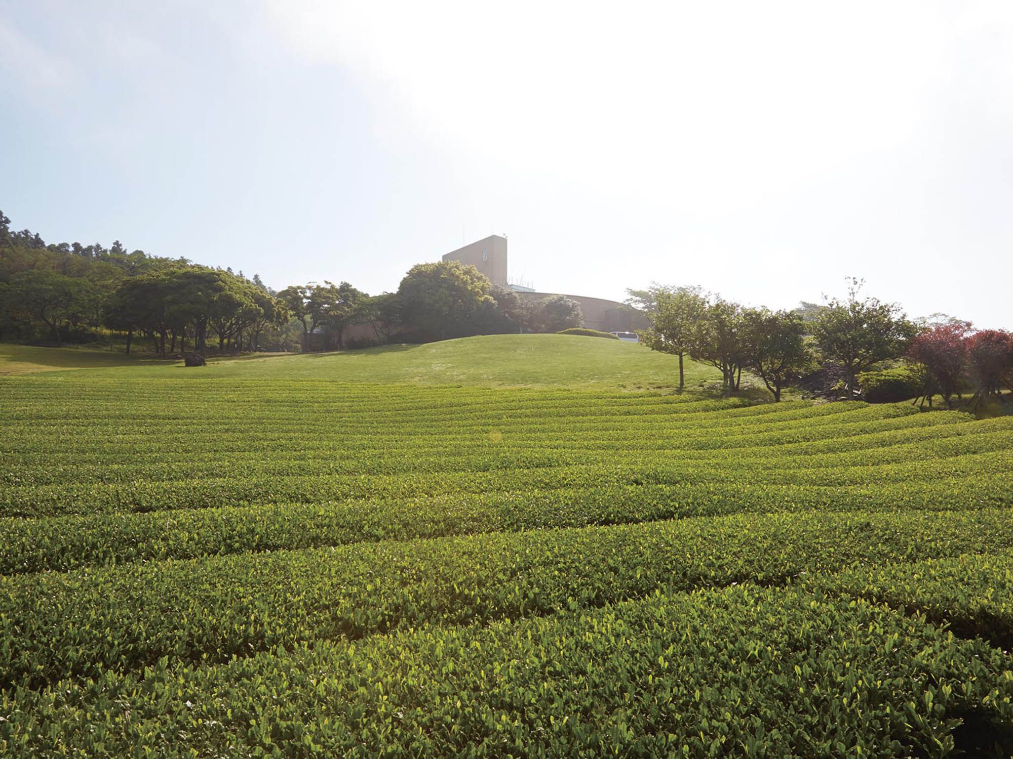 오설록 프리미엄 티코스