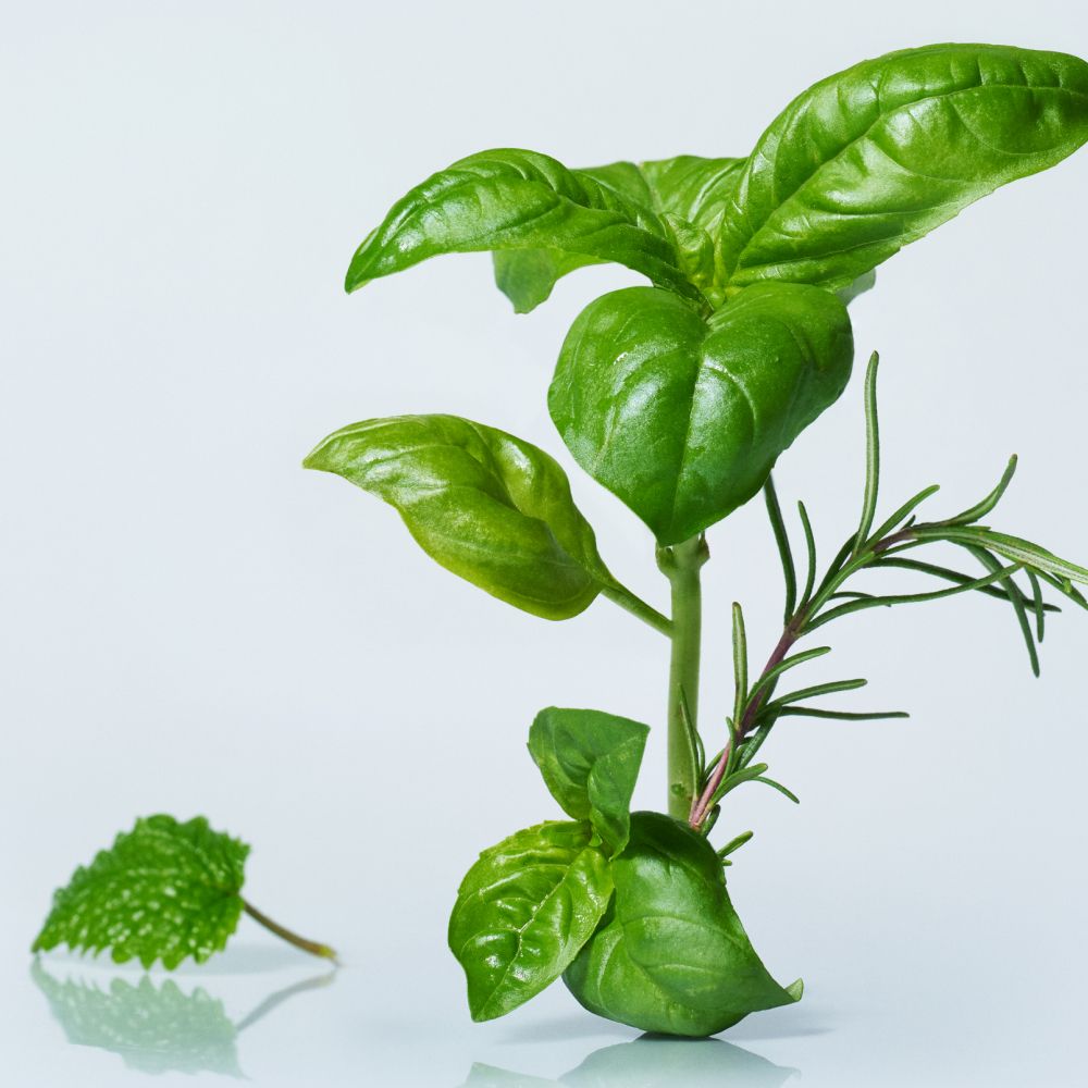 [무카페인] 바질 보타닉 가든 10입