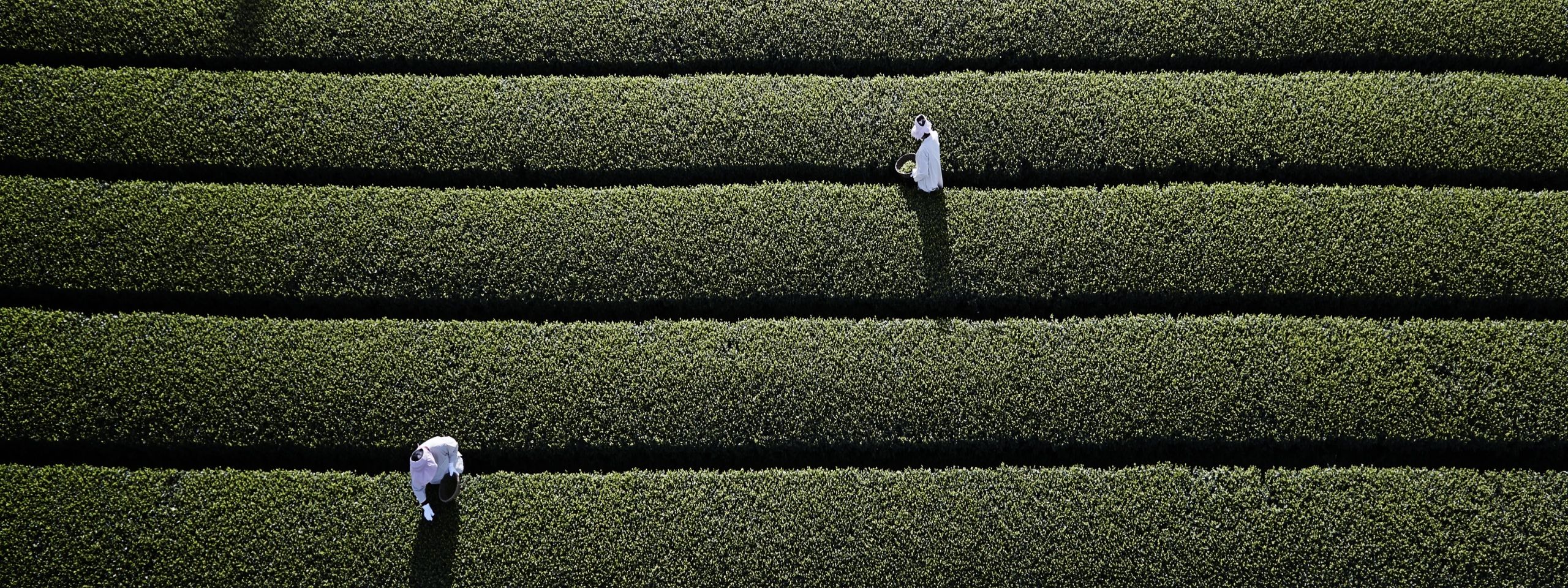 오설록 해차 오픈 <br>뷰티포인트 페이백 10%까지