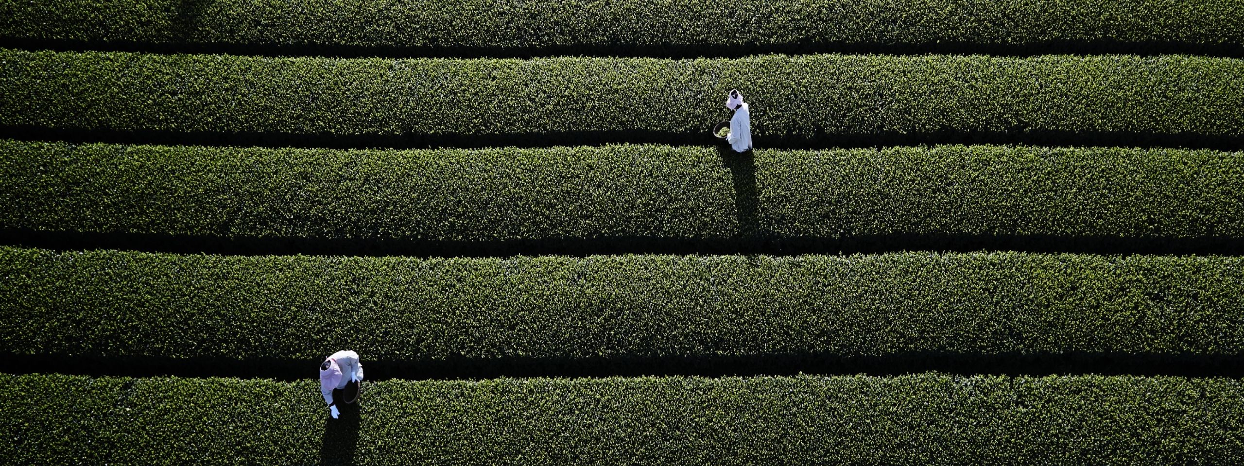 해차 단 10일간 <br>페이백 10%+본품 사은품까지