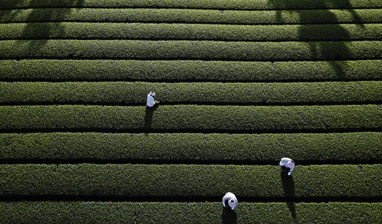 오설록 해차 오픈 <br>뷰티포인트 페이백 10%까지