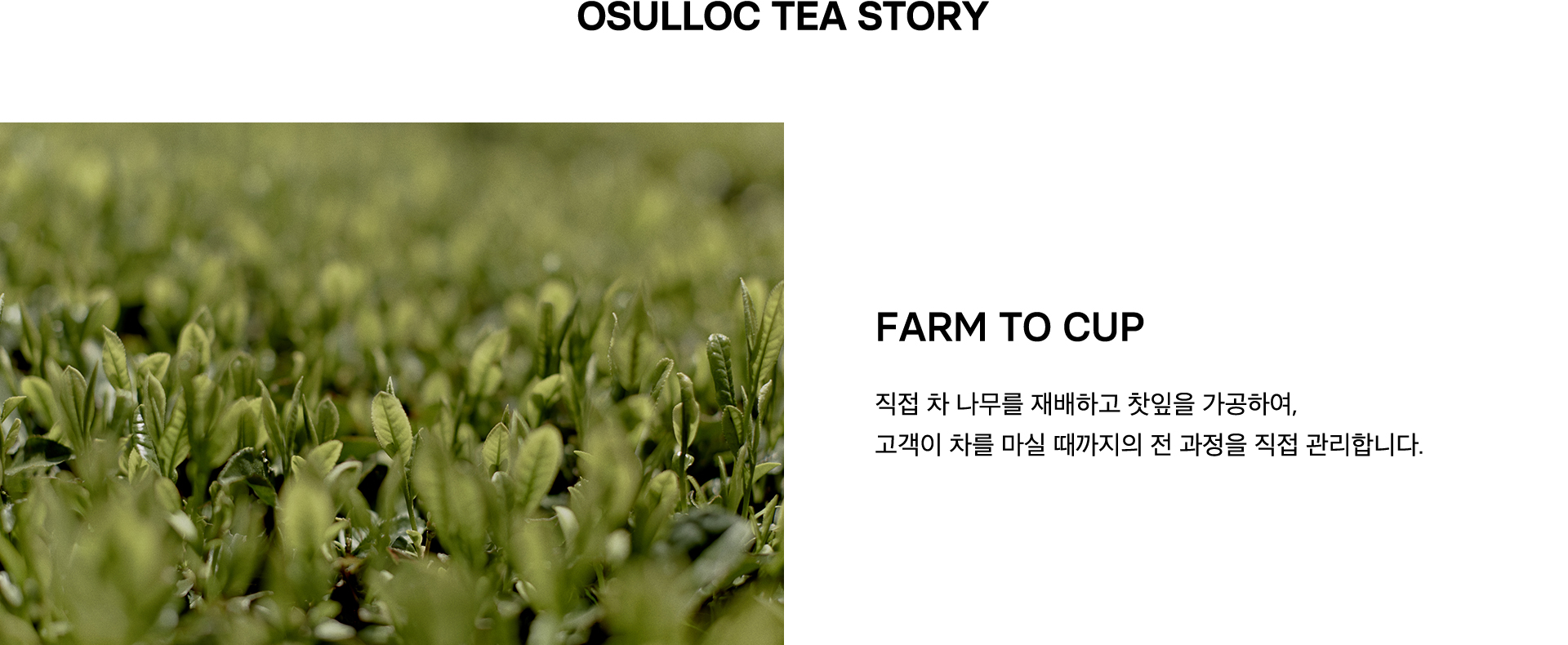 OSULLOC TEA STORY